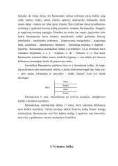 Didieji Lietuvos kalbininkai 8 puslapis