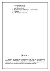 Du skirtingi ląstelių tipai 2 puslapis