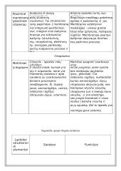 Du skirtingi ląstelių tipai 11 puslapis