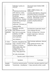 Du skirtingi ląstelių tipai 13 puslapis