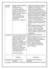 Du skirtingi ląstelių tipai 14 puslapis