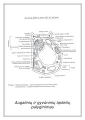 Du skirtingi ląstelių tipai 19 puslapis
