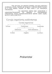 Du skirtingi ląstelių tipai 3 puslapis