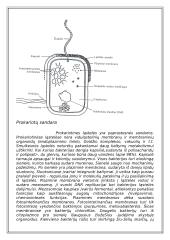 Du skirtingi ląstelių tipai 4 puslapis