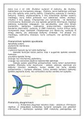 Du skirtingi ląstelių tipai 5 puslapis