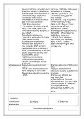 Du skirtingi ląstelių tipai 10 puslapis