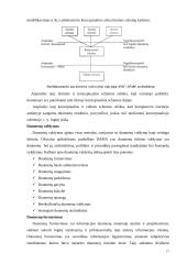 Duomenų saugojimo technologijos 17 puslapis