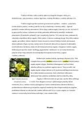 Ežerų pakrančių indikatoriniai augalai: rūšys, morfologiniai ir anatominiai požymiai 11 puslapis