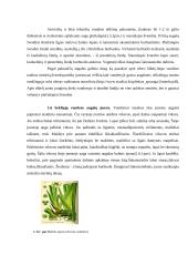 Ežerų pakrančių indikatoriniai augalai: rūšys, morfologiniai ir anatominiai požymiai 6 puslapis