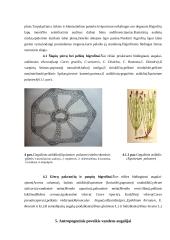 Ežerų pakrančių indikatoriniai augalai: rūšys, morfologiniai ir anatominiai požymiai 10 puslapis