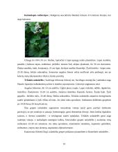 Floros paplitimas ir įvairovė kalnuose 11 puslapis