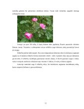 Floros paplitimas ir įvairovė kalnuose 13 puslapis