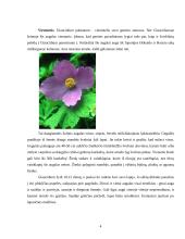 Floros paplitimas ir įvairovė kalnuose 5 puslapis