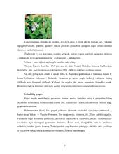 Floros paplitimas ir įvairovė kalnuose 8 puslapis