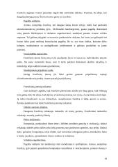 Frančizės įmonės 18 puslapis