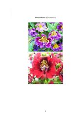 Godecija (Godetia), Skeltažiedis (Schizanthus) 9 puslapis