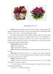 Godecija (Godetia), Skeltažiedis (Schizanthus) 10 puslapis