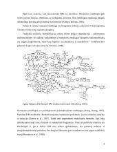 Humusinės medžiagos 4 puslapis