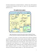 Humusinės medžiagos 7 puslapis