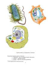 Prokariotinės ir eukariotinės ląstelės 2 puslapis