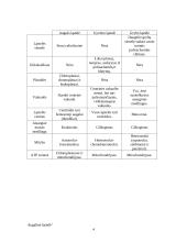 Prokariotinės ir eukariotinės ląstelės 4 puslapis
