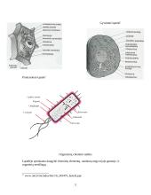 Prokariotinės ir eukariotinės ląstelės 5 puslapis