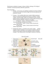 Prokariotinės ir eukariotinės ląstelės 7 puslapis