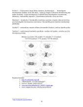 Prokariotinės ir eukariotinės ląstelės 10 puslapis