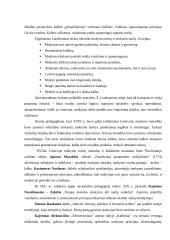 Lietuvių kalbos didaktikos raida iki 1940 metų 5 puslapis