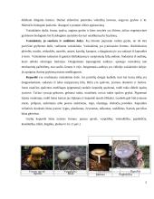 Lietuvoje augantys grybai 5 puslapis