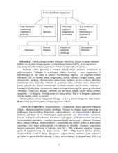 Maisto medžiagos 2 puslapis