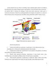 Mobilusis satelitinis ryšys 5 puslapis