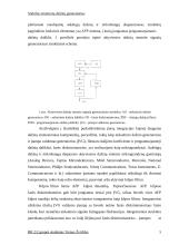 Stabilus atraminių dažnių generatorius 5 puslapis