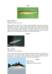 Nykstantys pasaulio vandens gyvūnai 7 puslapis