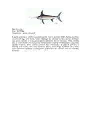 Nykstantys pasaulio vandens gyvūnai 9 puslapis