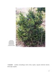 Paprastoji ir baltoji eglė bei paprastasis kaštonas 17 puslapis