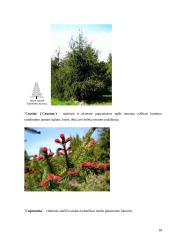Paprastoji ir baltoji eglė bei paprastasis kaštonas 18 puslapis