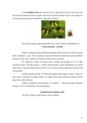 Petunijos 11 puslapis