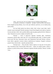 Petunijos 14 puslapis