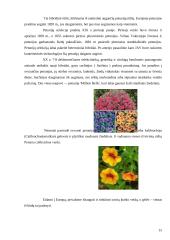 Petunijos 15 puslapis