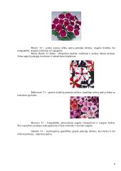 Petunijos 6 puslapis