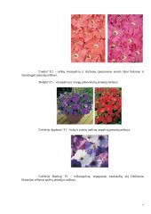 Petunijos 7 puslapis