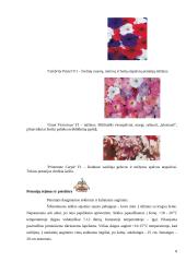 Petunijos 8 puslapis