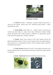 Petunijos 10 puslapis