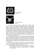 Plėšrūs mikroorganizmai 11 puslapis