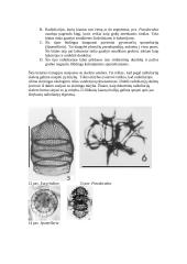Plėšrūs mikroorganizmai 12 puslapis