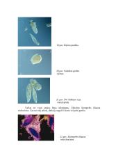 Plėšrūs mikroorganizmai 17 puslapis