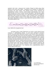 Plėšrūs mikroorganizmai 4 puslapis