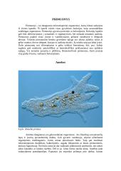 Plėšrūs mikroorganizmai 6 puslapis