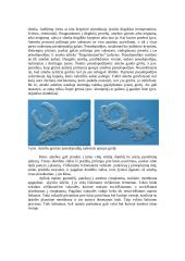 Plėšrūs mikroorganizmai 7 puslapis